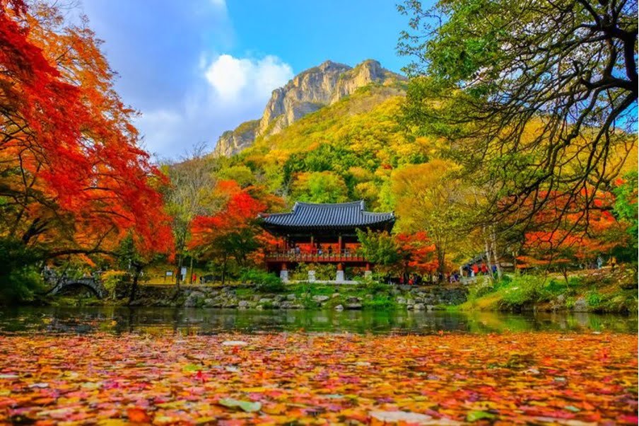 TOP 7 Ngọn Núi Hàn Quốc đẹp, nổi tiếng bạn nên khám phá 17 Núi Naejangsan