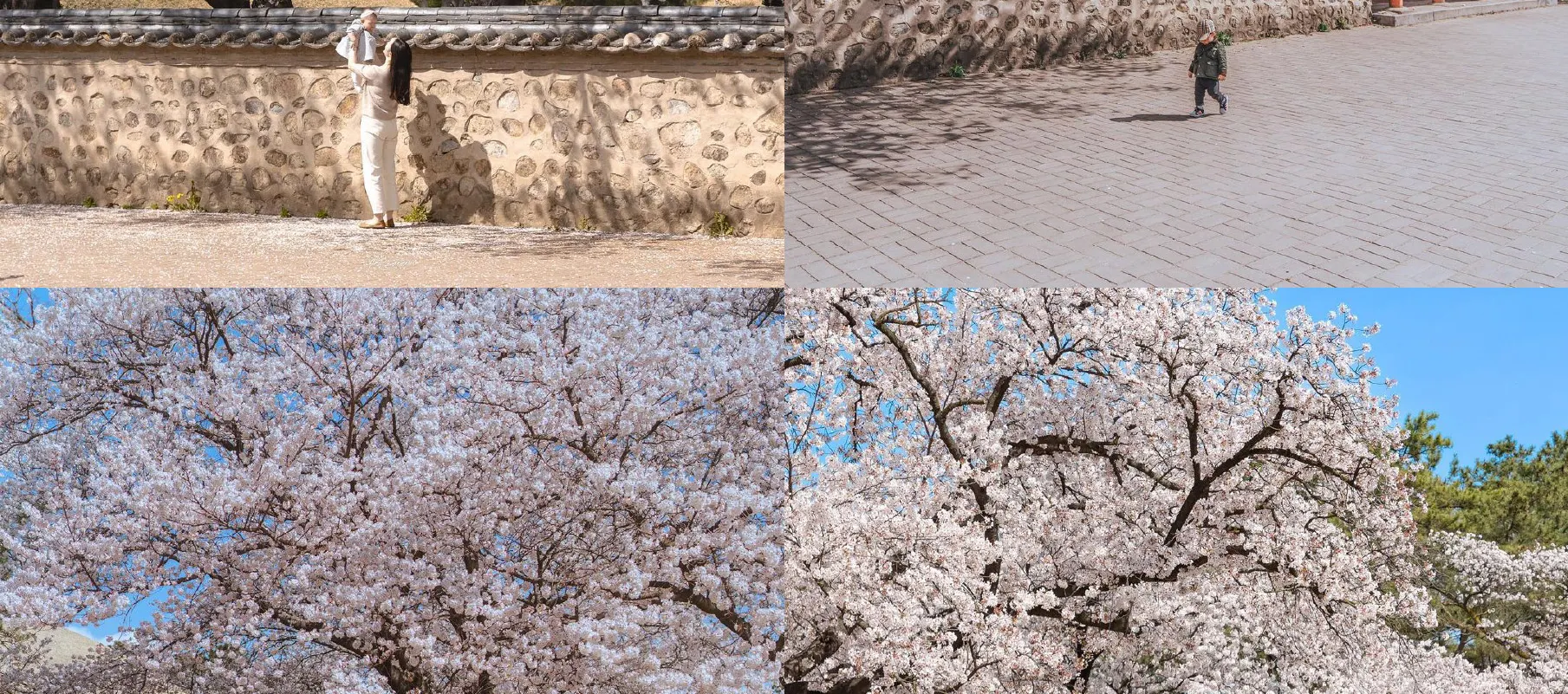 Du lịch Hàn Quốc mùa hoa anh đào 6 Gyeongju Cherry Blossom Festival