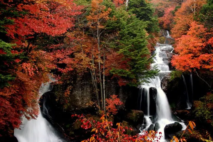 nikko