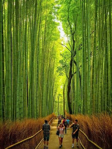 Arashiyama Bamboo Grove