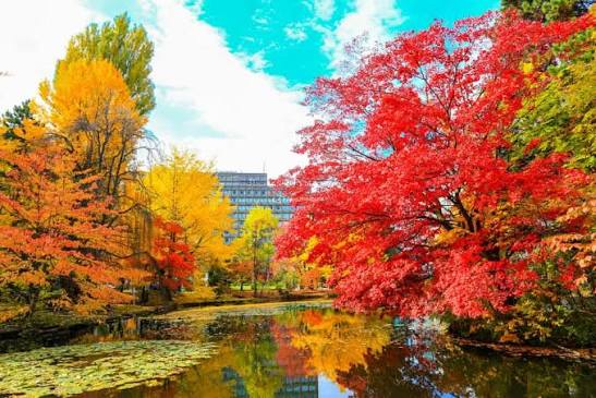 Du lịch Hakodate Nhật Bản – Thành phố cảng quyến rũ giữa lòng Hokkaido 9 mua thu 2